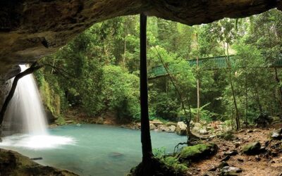 Find Peace in Buderim Forest Park Sunshine Coast!