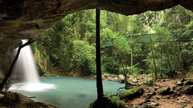 Find Peace in Buderim Forest Park Sunshine Coast!