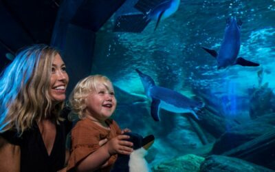 Open Sunshine Coast Attractions | Aegean Mooloolaba Hotels