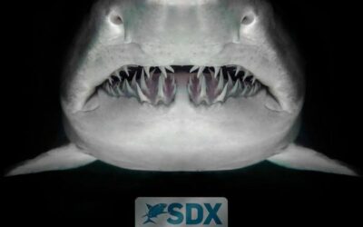Get Extreme at the Shark Dive Xtreme