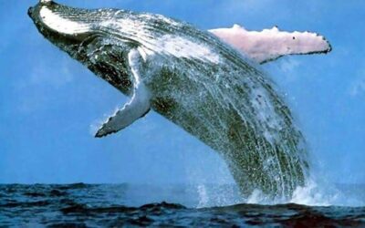 Whale Watching Season Has Started