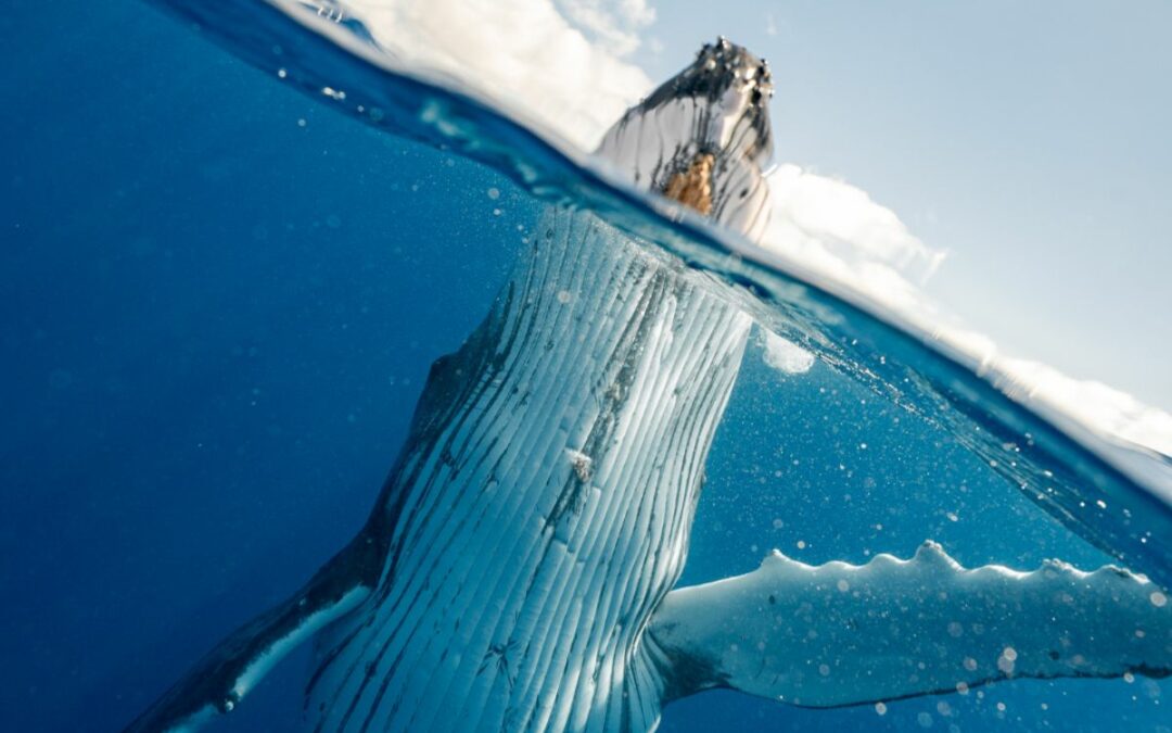 Whale Watching Season on the Sunshine Coast