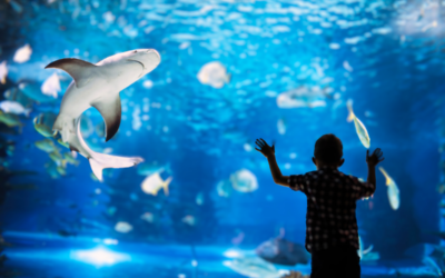 Ultimate Guide to Things to Do in Mooloolaba