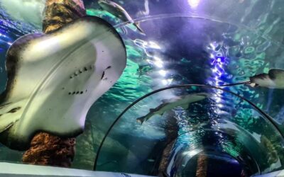 Looking for Fun Mooloolaba Things to Do?