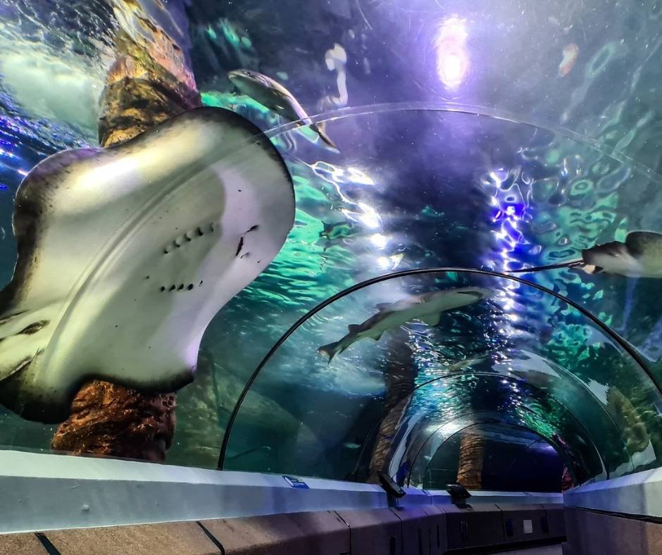 Walk through an underwater tunnel at SEA LIFE Sunshine Coast, one of the top Mooloolaba things to do, where sharks, rays, and marine life swim overhead.