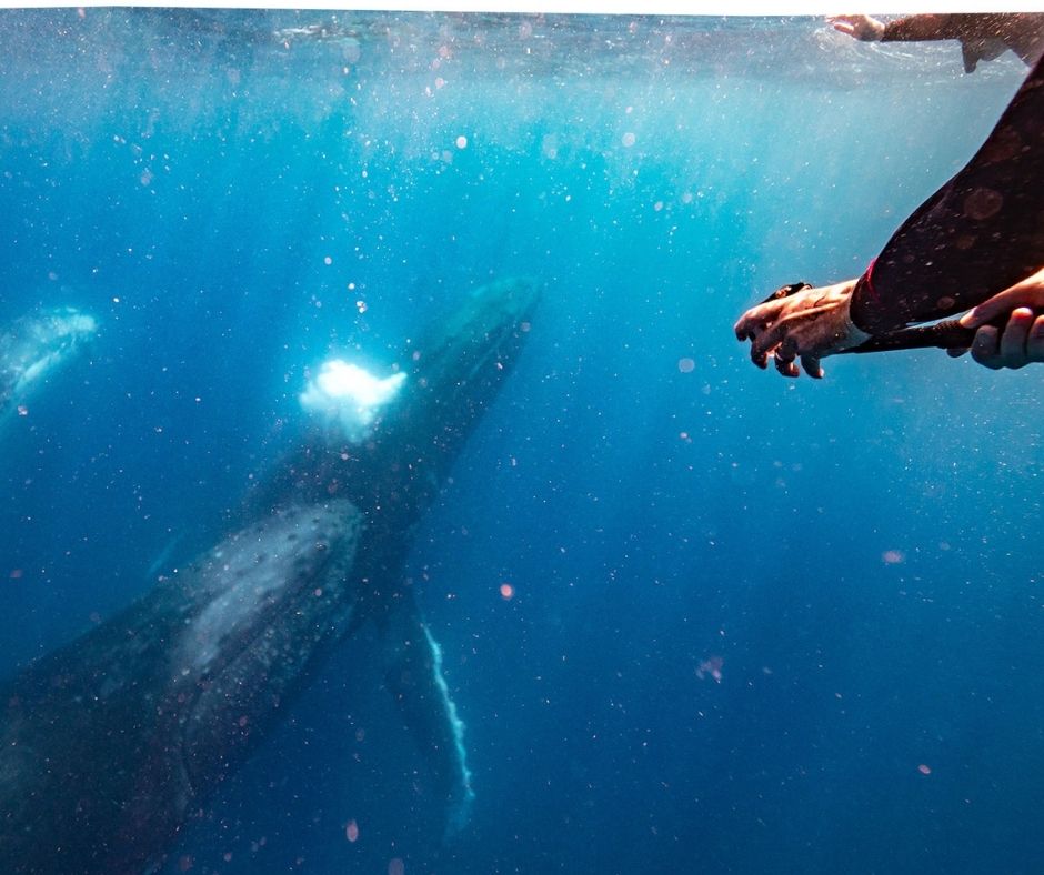 A swimmer captures an unforgettable moment alongside a humpback whale, one of the most unique Sunshine Coast places to visit during the winter whale migration.