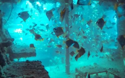 What to Do in Mooloolaba? These Thrills Might Blow Your Mind!