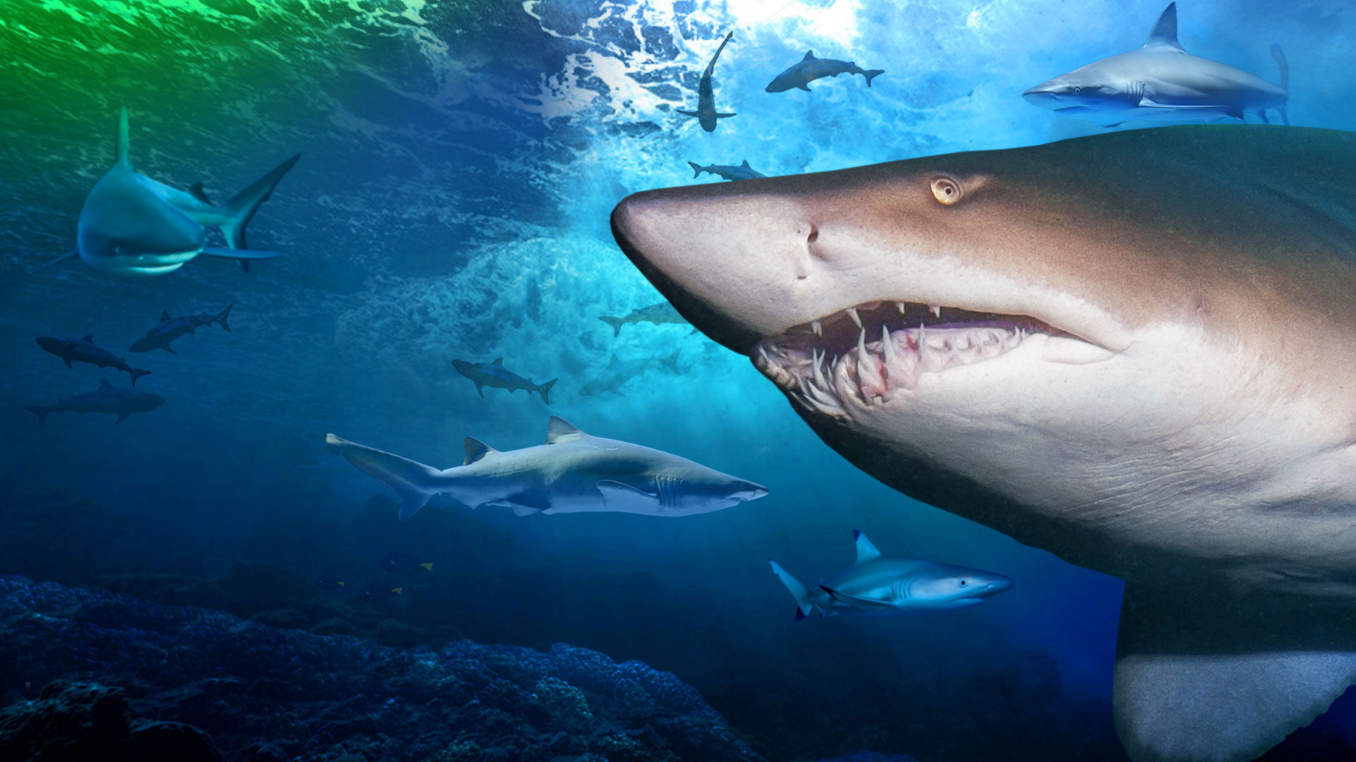 rainy-day-mooloolaba-undercover Sharks at SEA LIFE Sunshine Coast aquarium, a top indoor rainy day activity in Mooloolaba